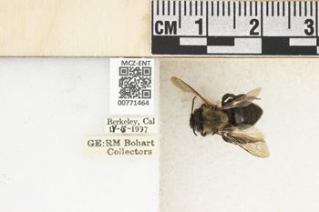 Media type: image;   Entomology 771464 Aspect: Labels